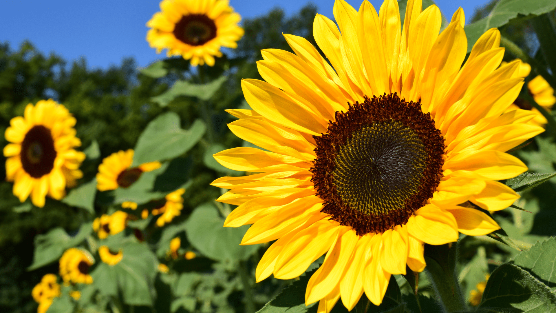 Sunflower Superstars